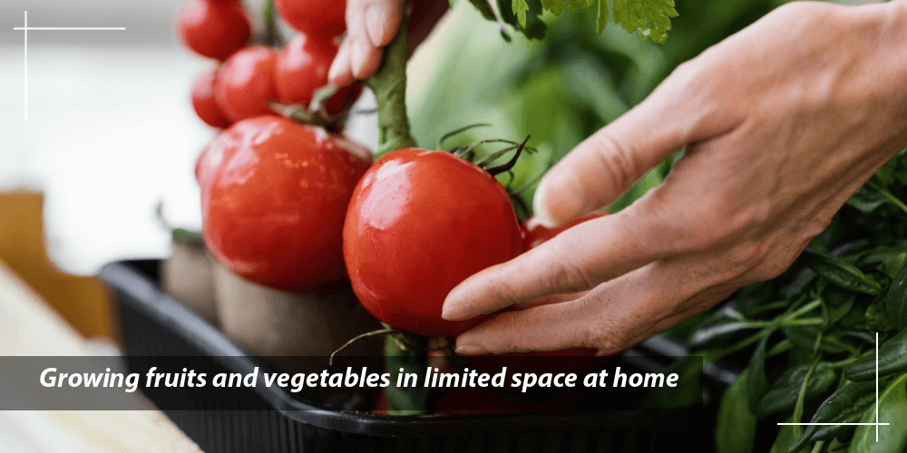 Growing fruits and vegetables in limited space at home